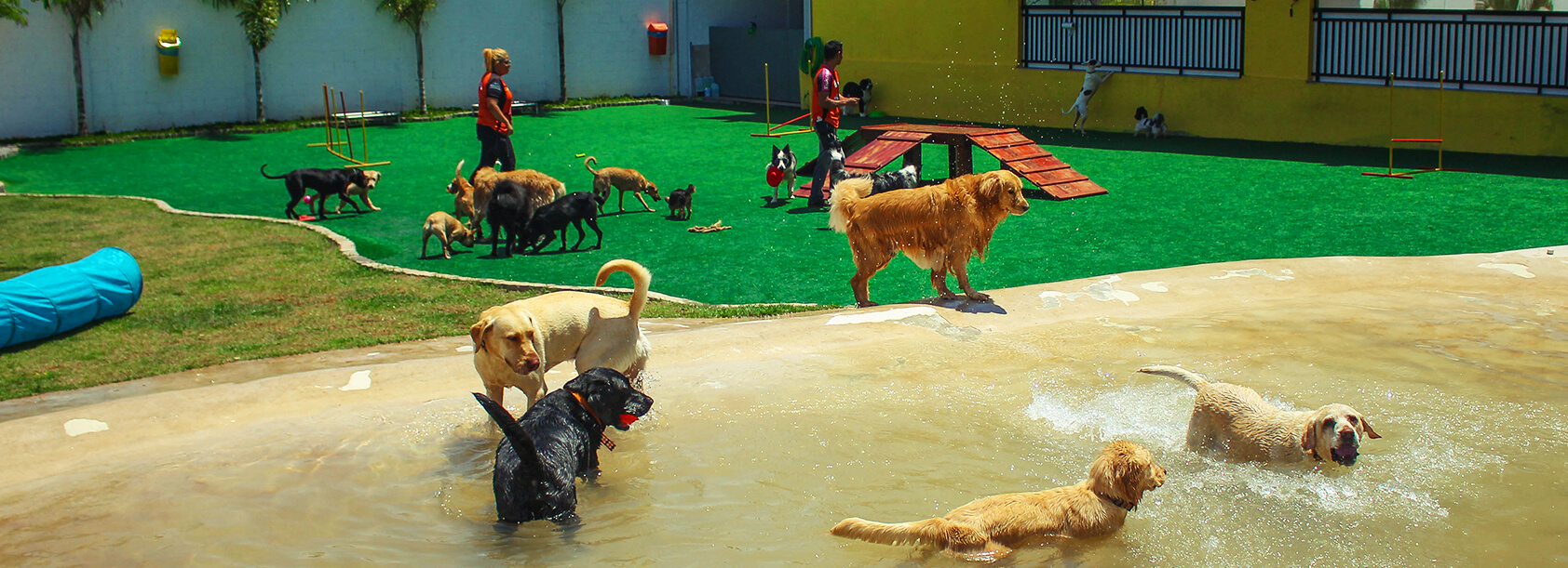 creche para cães na zona leste, vila diva