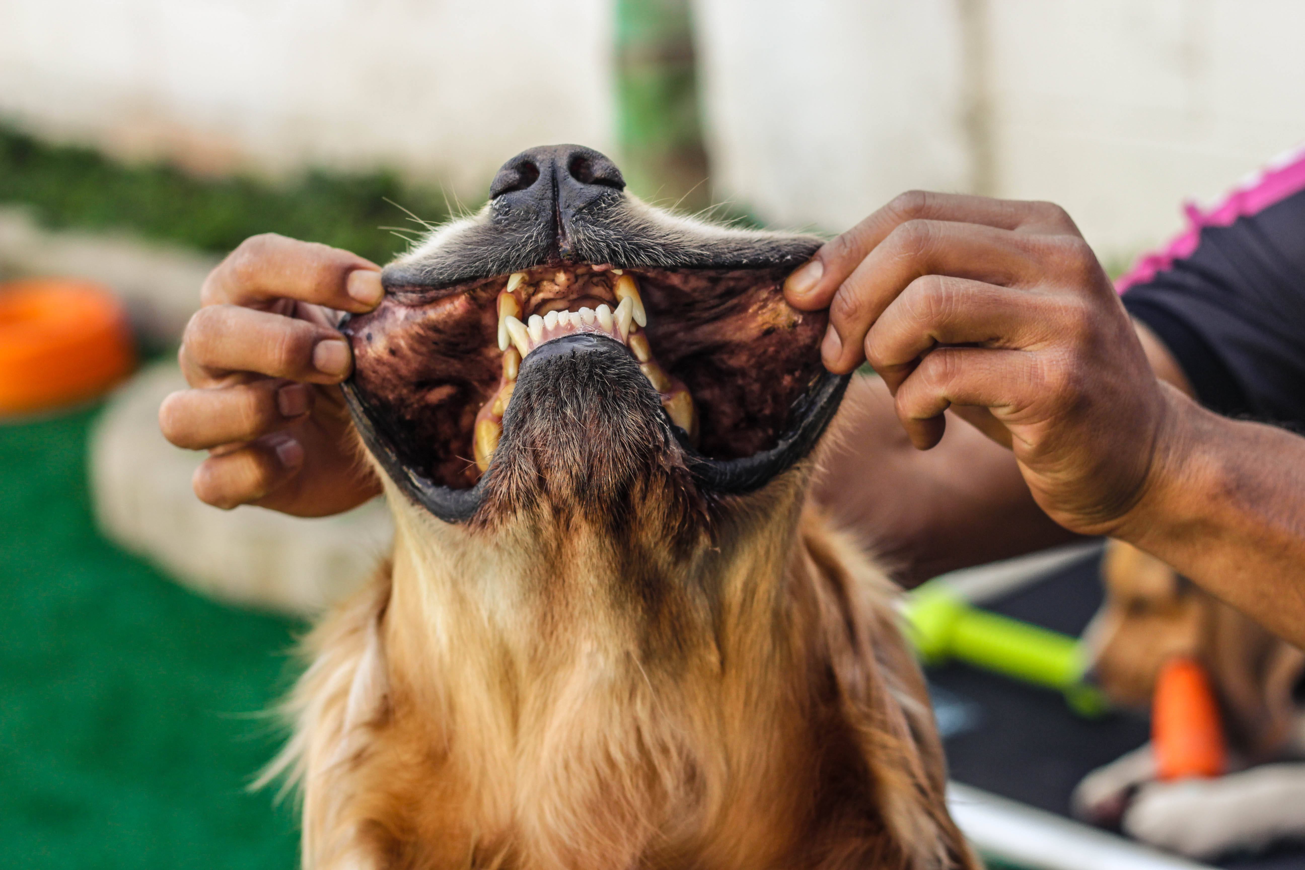 creche para cachorros na zona leste são paulo
