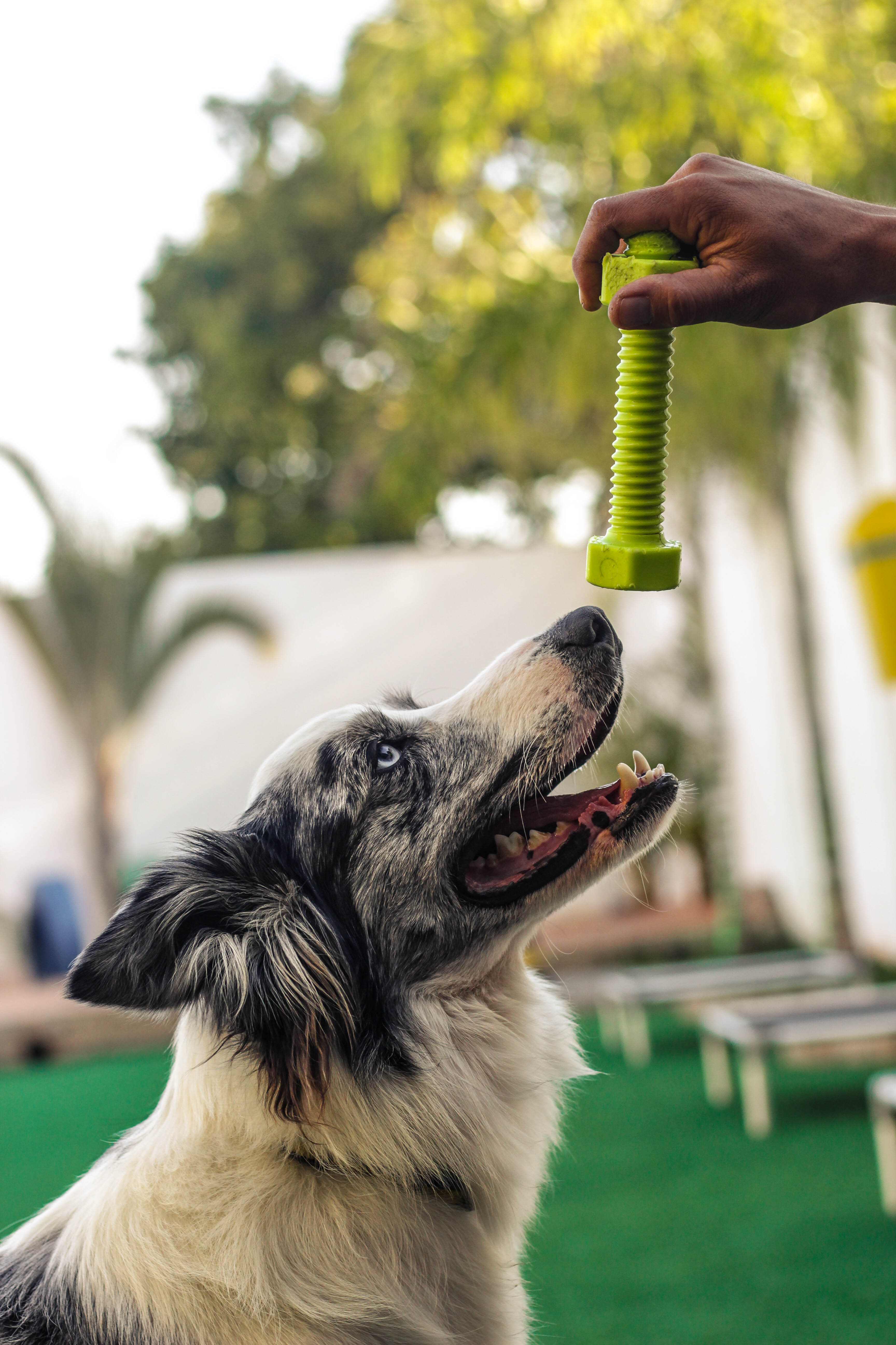 creche para cachorros na zona leste são paulo