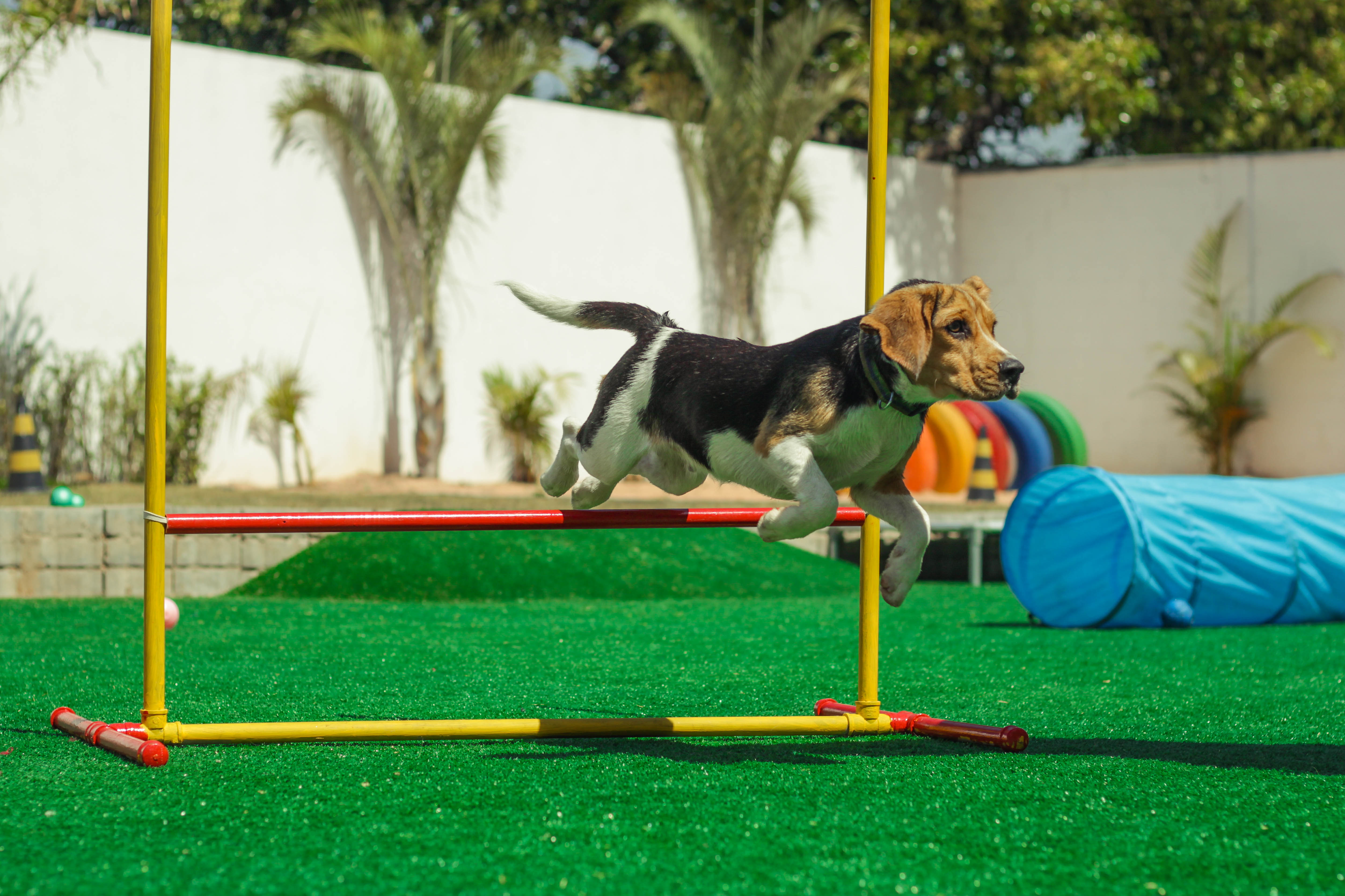 creche para cães na zona leste, vila diva