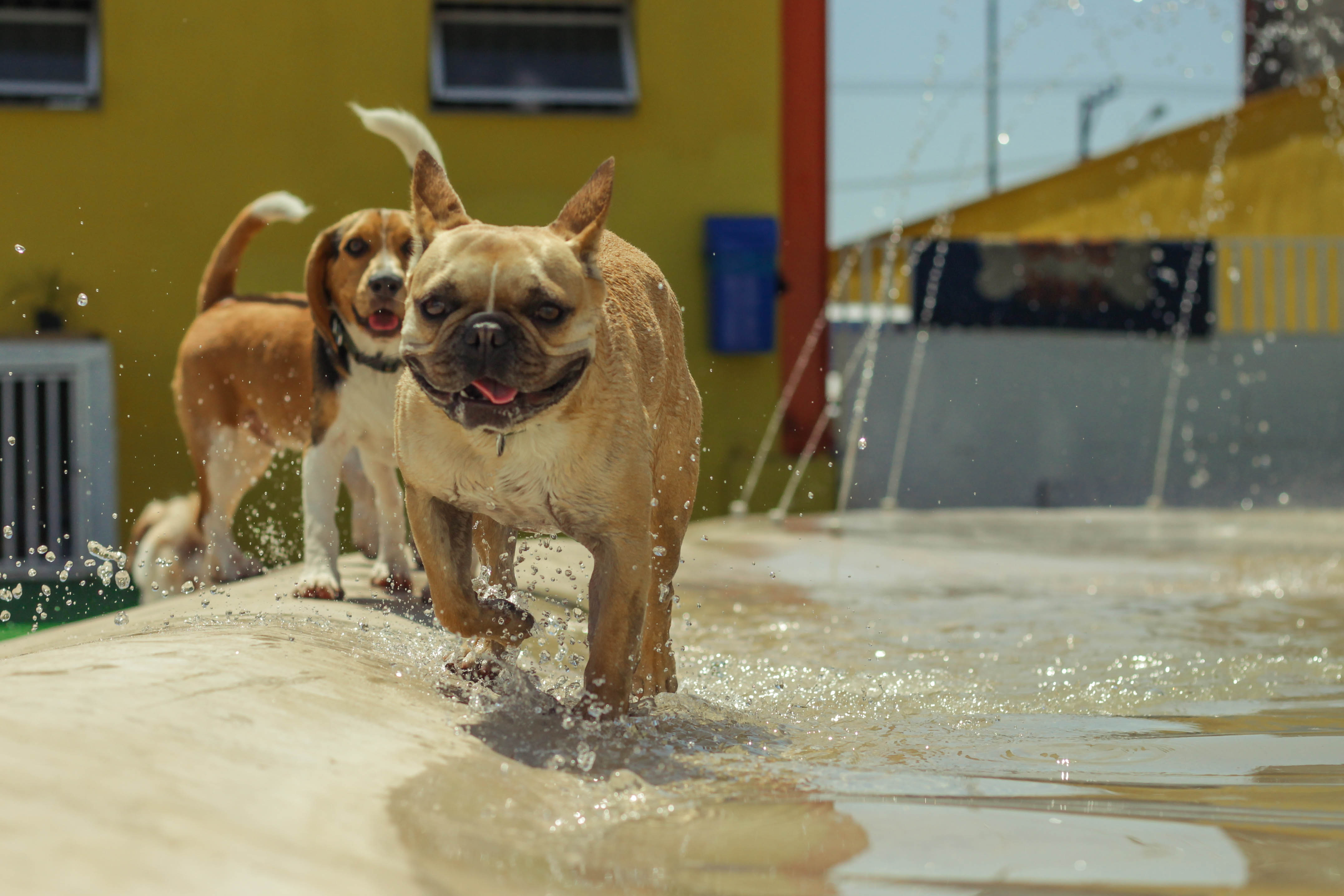 creche para cães na zona leste, vila diva