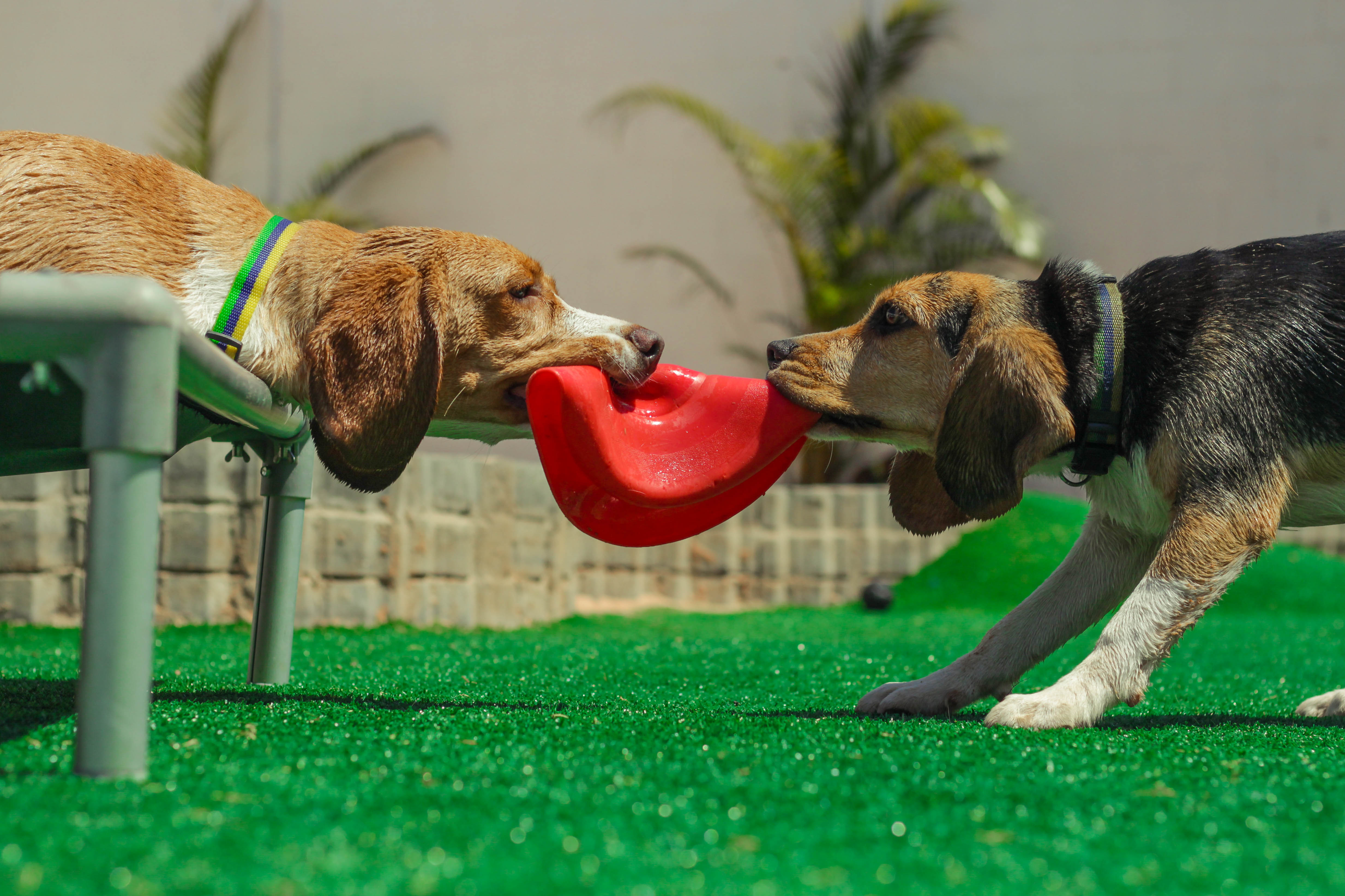 creche para cães na zona leste, vila diva