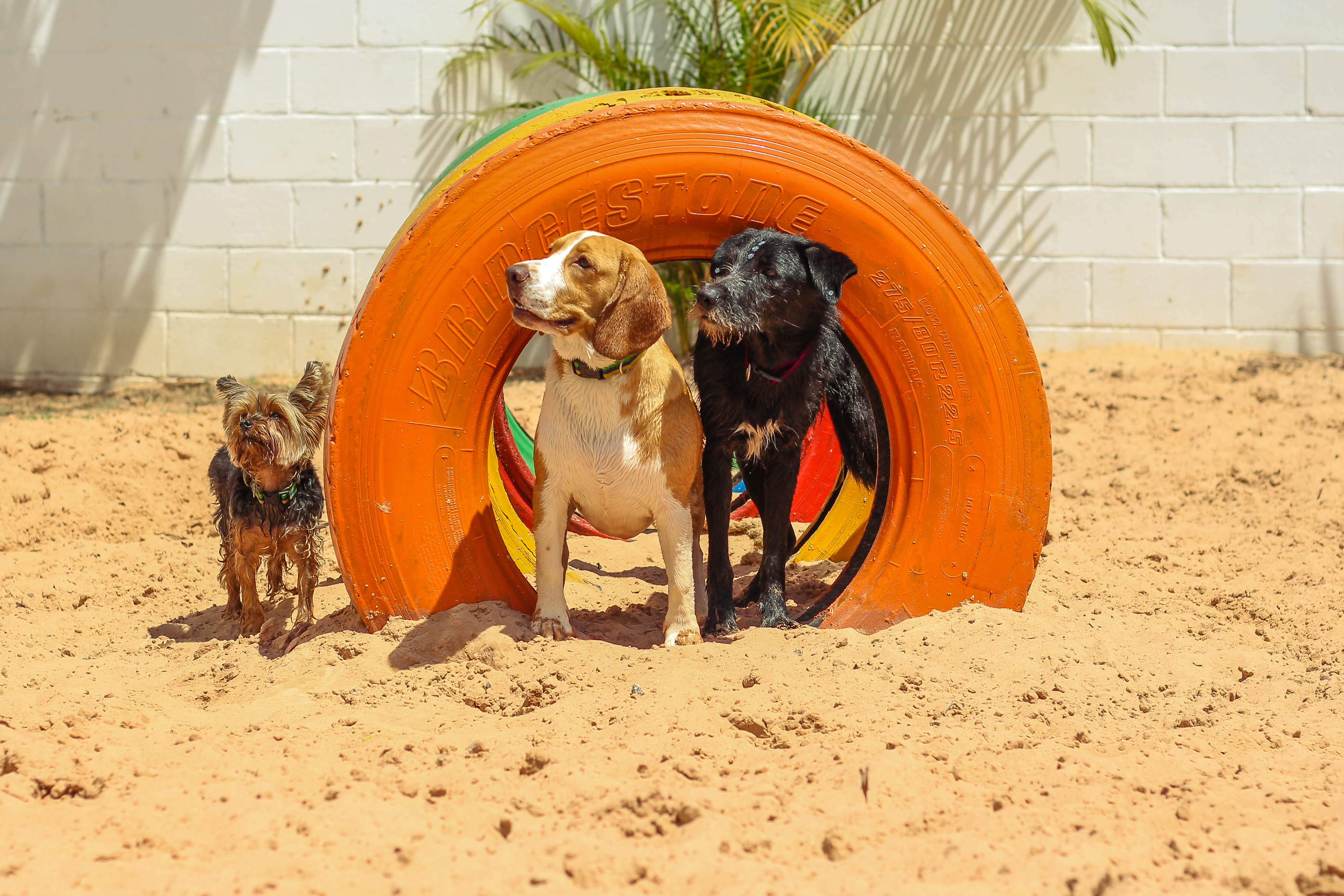 creche para cães na zona leste, vila diva