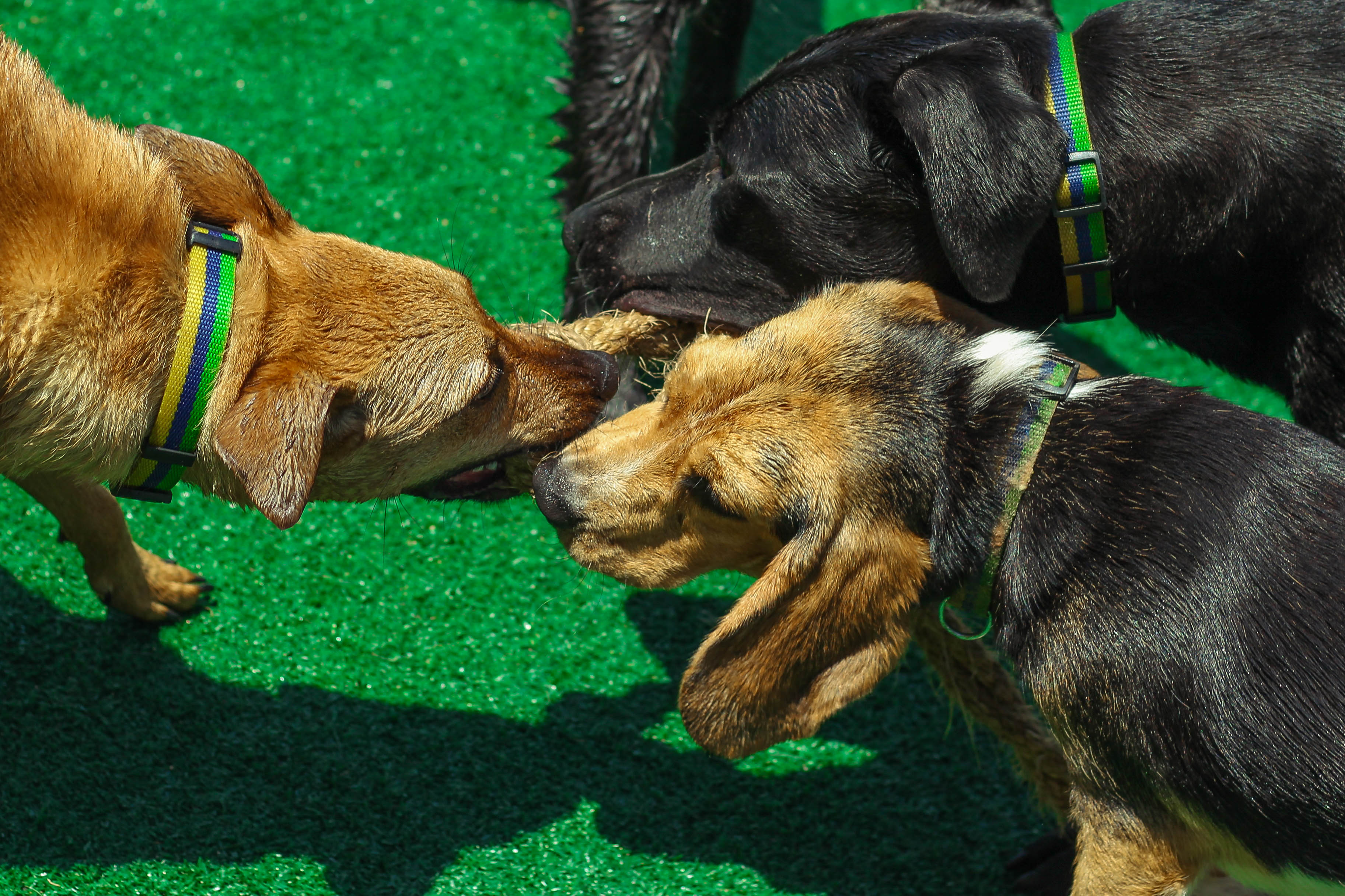 creche para cachorros na zona leste, vila diva