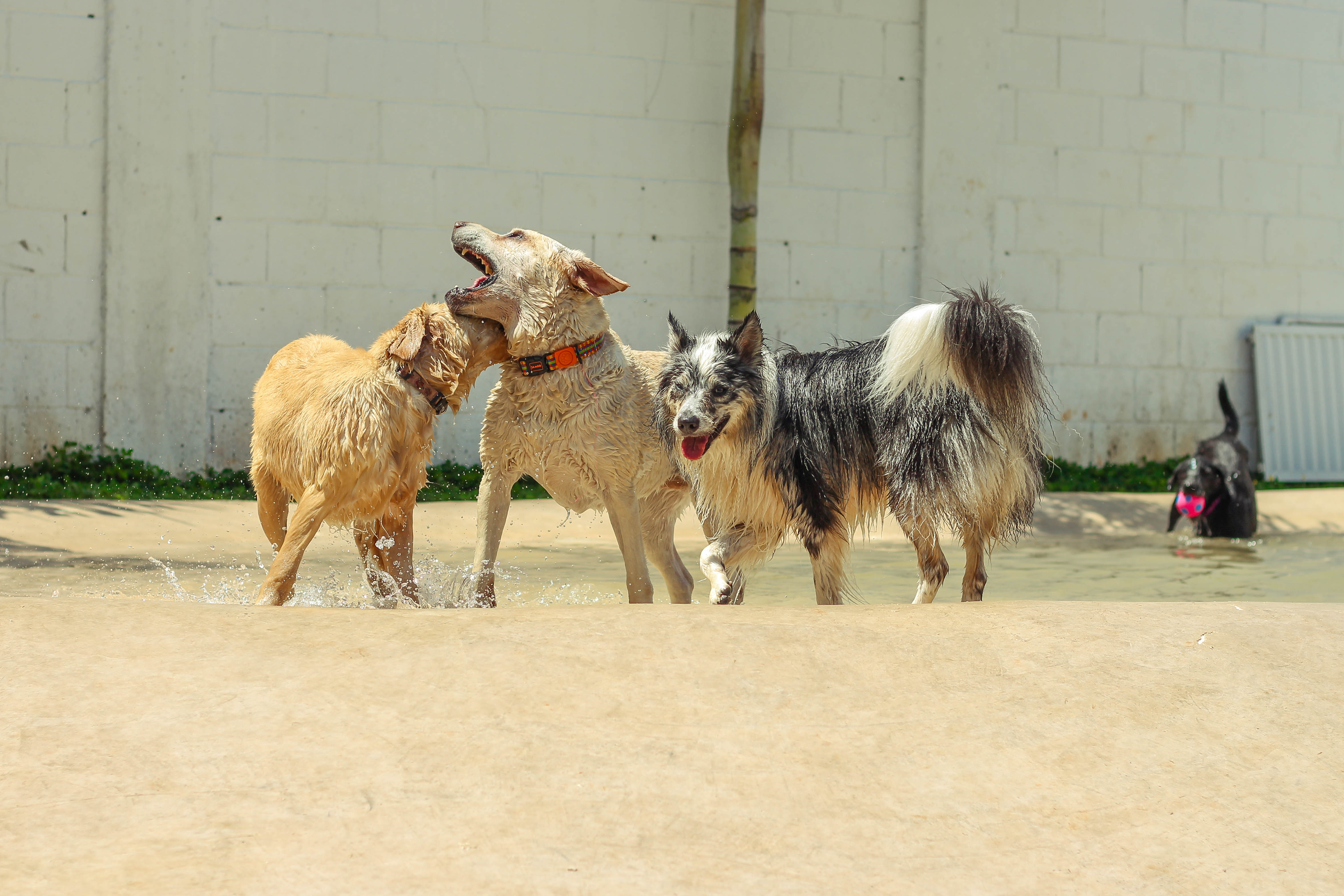 creche para cachorros na zona leste, vila diva