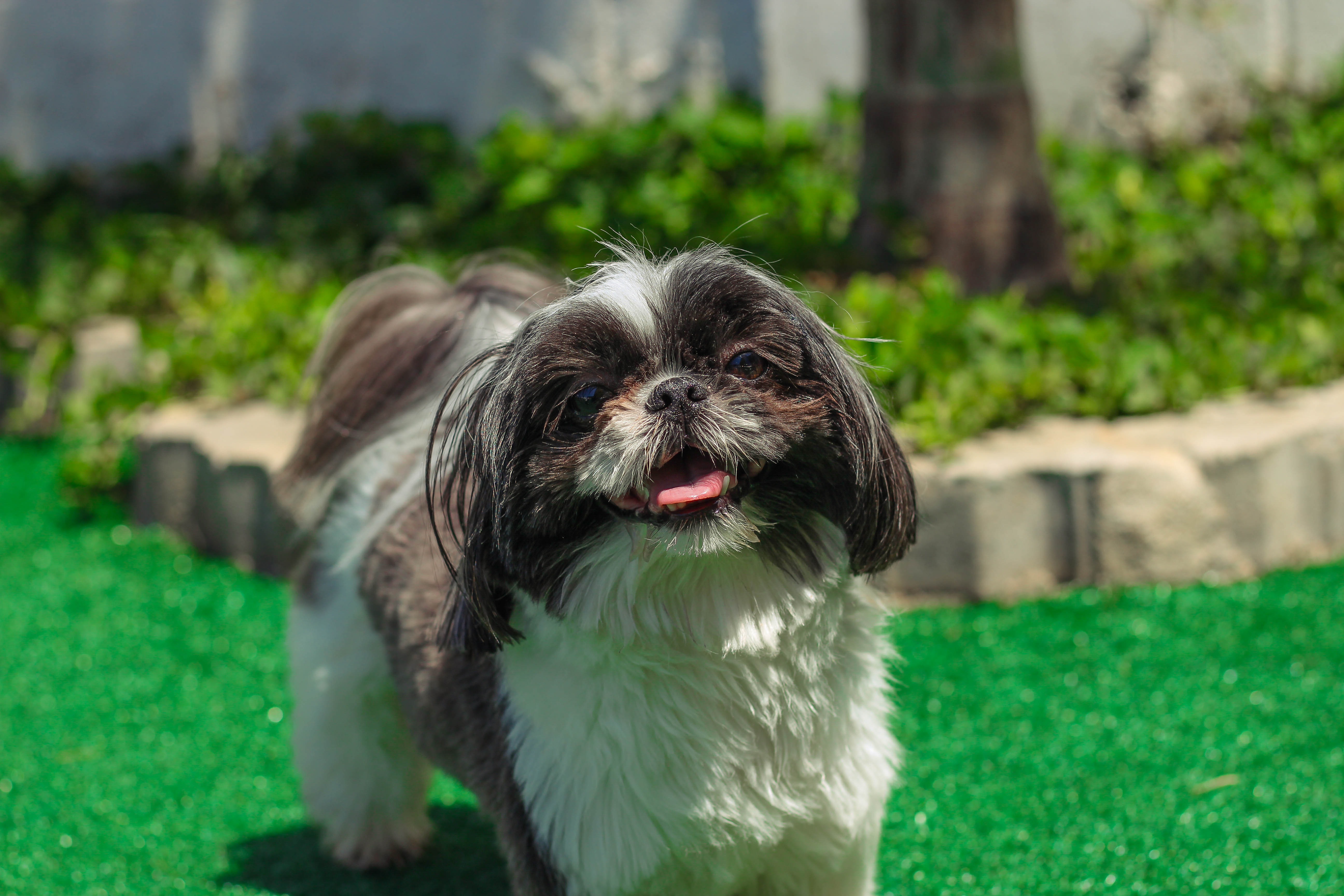 creche para cachorros na zona leste são paulo