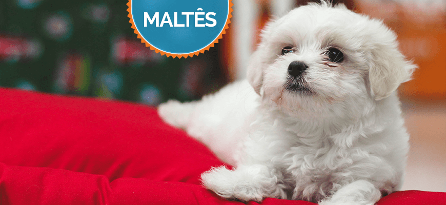 Filhotes de Raça Maltês