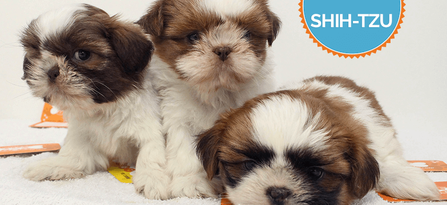Shih tzu filhote de raça
