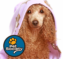 banho-seco-cachorro1