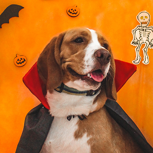 creche para cães na zona leste, vila diva - evento halloween 2017