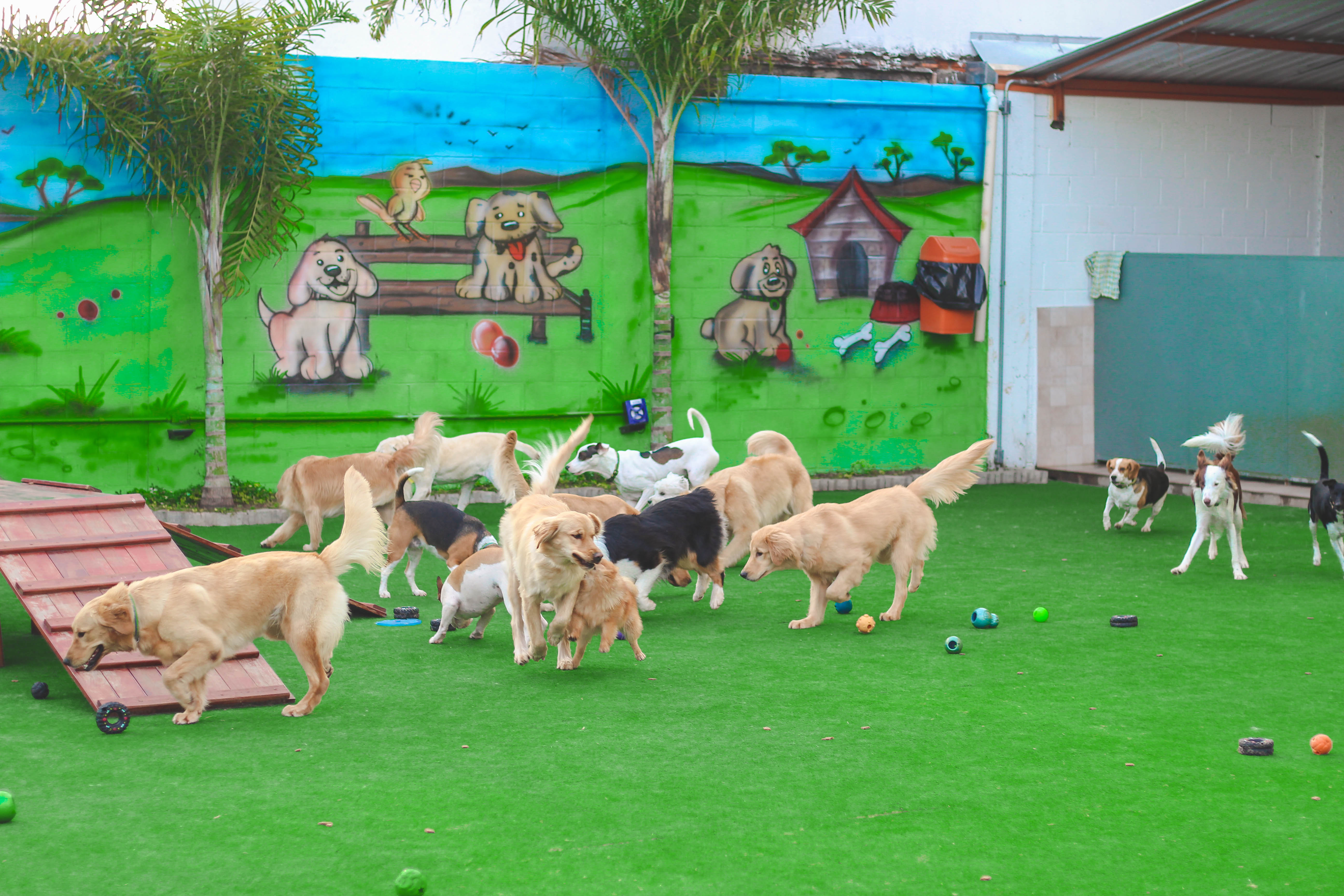 creche-caes-vila-diva-1