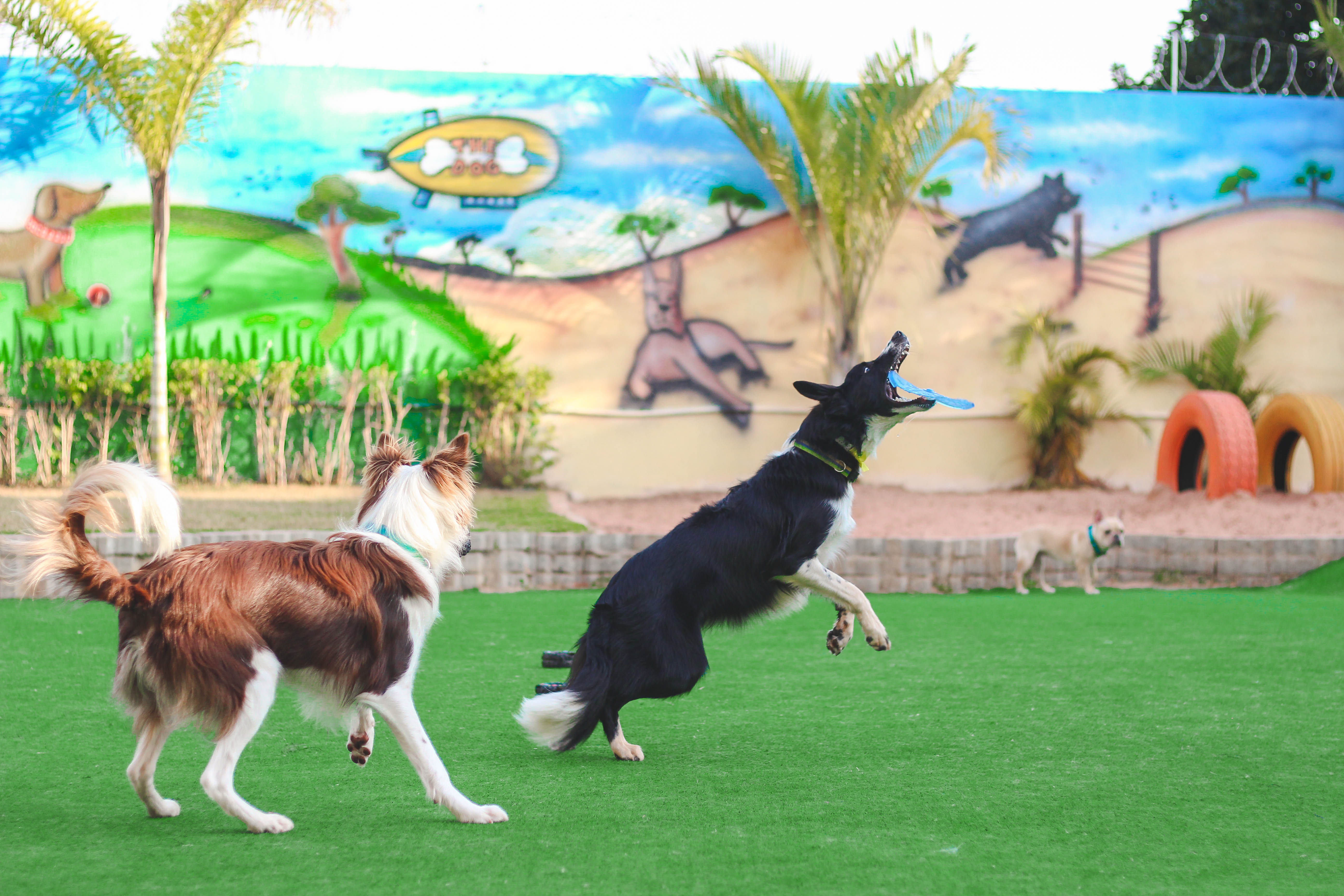 creche-caes-vila-diva-3