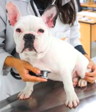 bulldog-frances