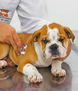 bulldog-ingles