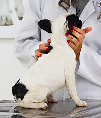 bulldog-consulta-veterinaria