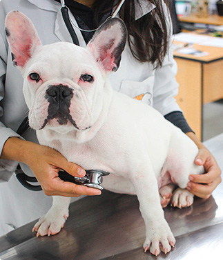 bulldog-frances-consulta-veterinaria