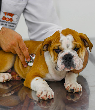 bulldog-ingles-consulta-veterinaria