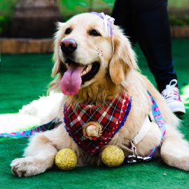 20210626_petthedog_fj_32