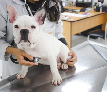 clinica-vet