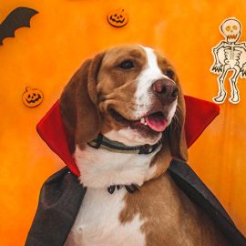 creche para cães na zona leste, vila diva - evento halloween 2017