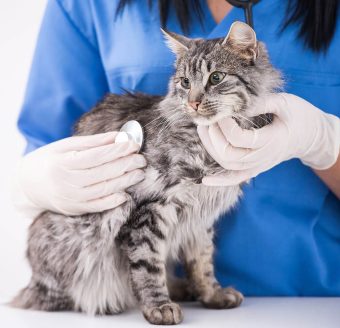 pet-the-dog-consultorio-vetrinario-Medicina-Veterinaria-Integrativa