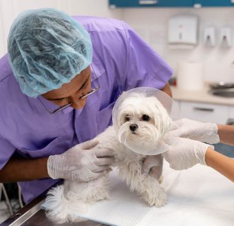 pet-the-dog-consultorio-vetrinario-castracao