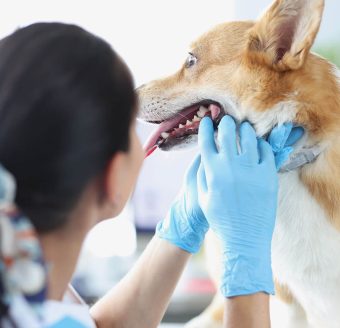 pet-the-dog-consultorio-vetrinario-limpeza-de-tartaro